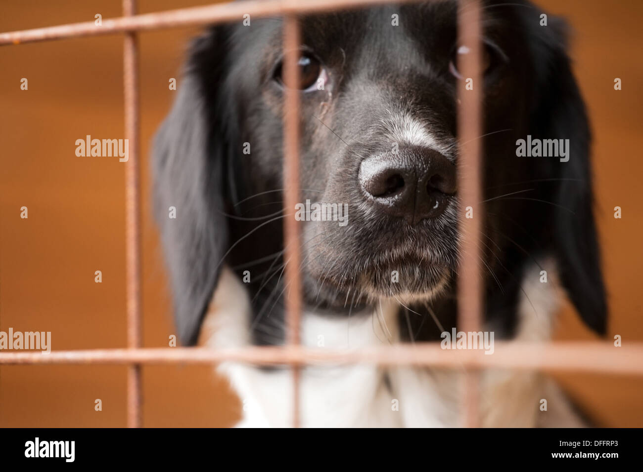 homeless dog behind bars in an animal shelter Stock Photo - Alamy
