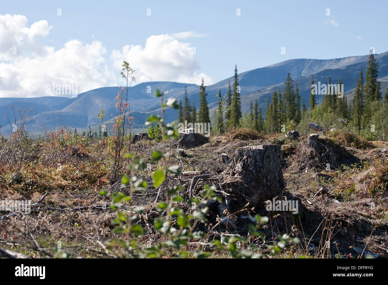 big stump and forest glade on beautiful mountain background Stock Photo