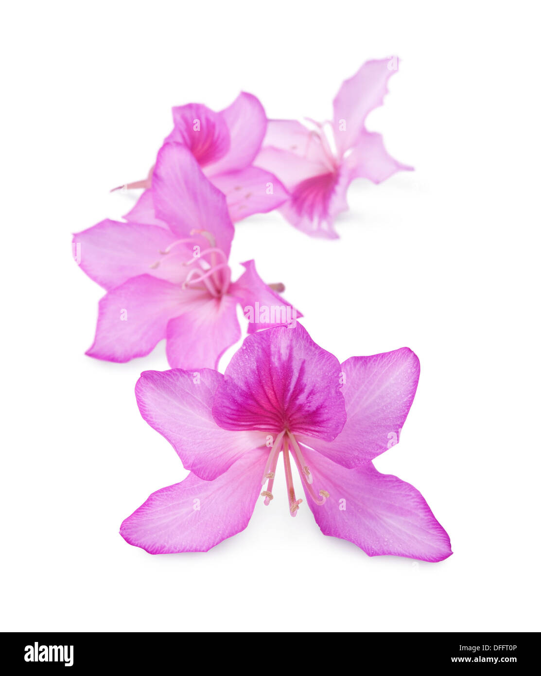 beautiful pink flowers isolated over white background Stock Photo