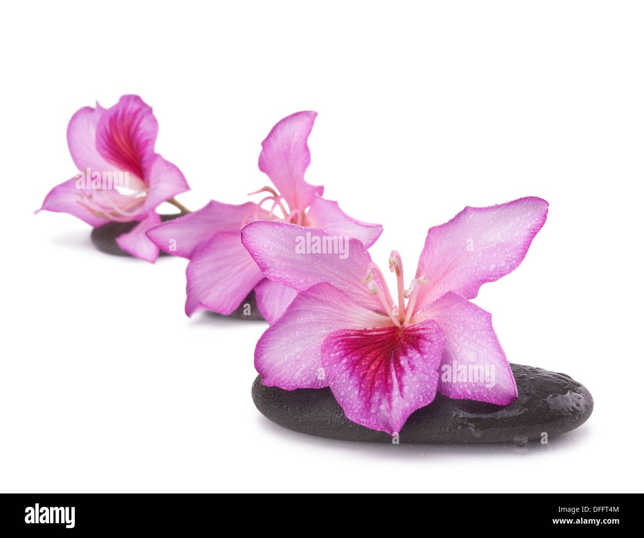 zen stones with pink flowers isolated on white background.Shallow DOF Stock Photo