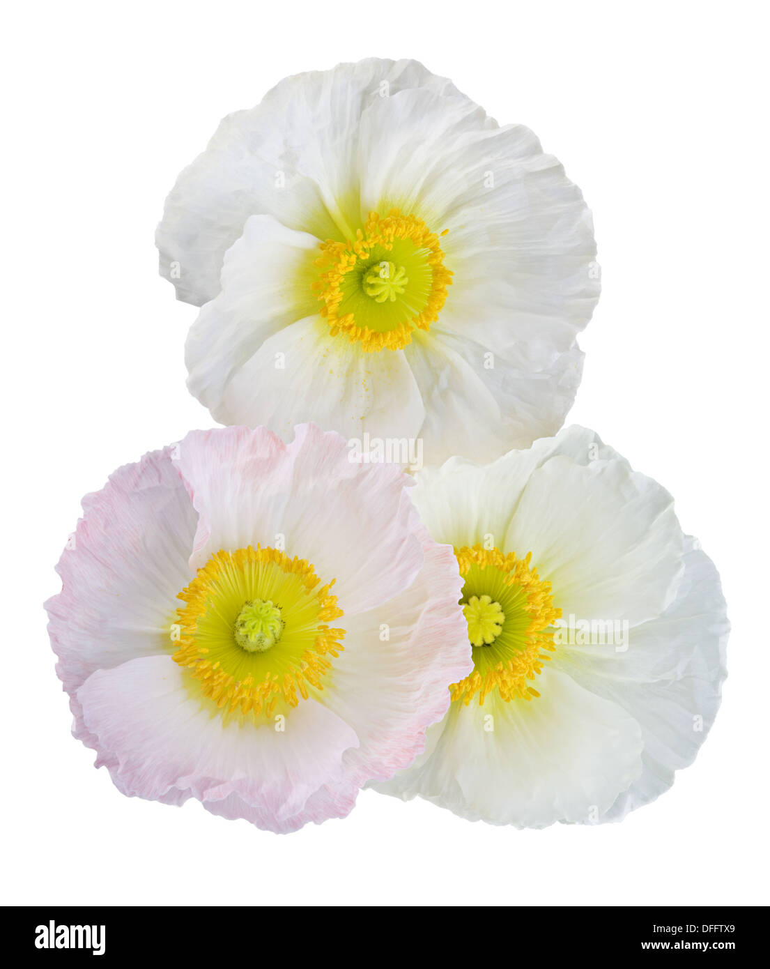 white and pink poppies isolated on white background Stock Photo
