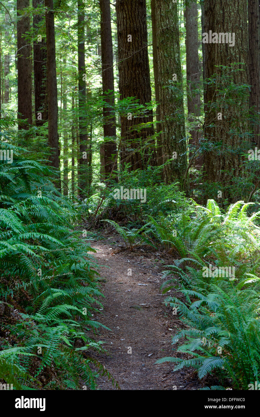 Redwoods, Douglas Fir, and ferns line the trail at Oregon Redwoods Trail in the Siskiyou National Forest near Brookings, Oregon. Stock Photo