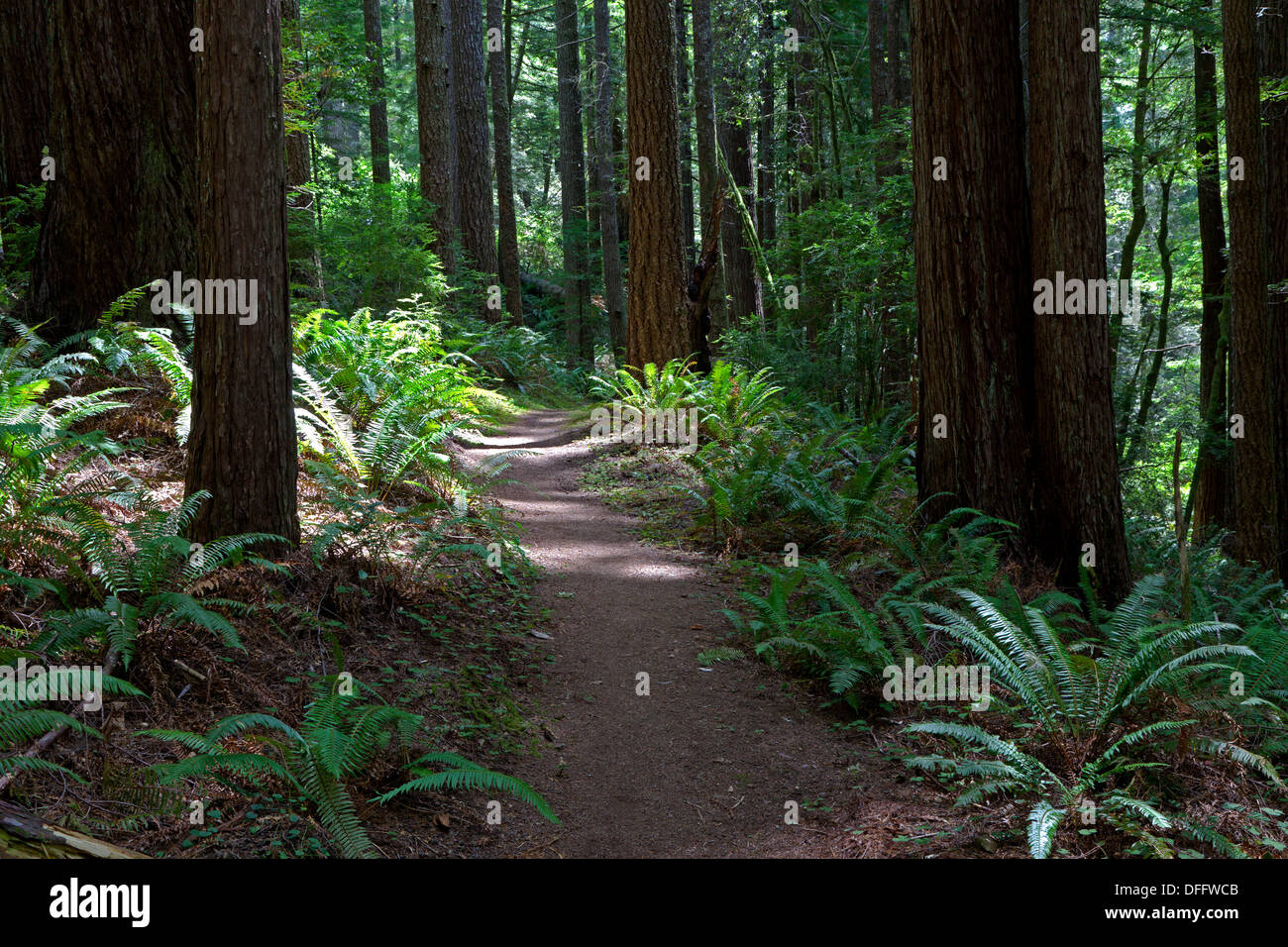 Redwoods, Douglas Fir, and ferns line the trail at Oregon Redwoods Trail in the Siskiyou National Forest near Brookings, Oregon. Stock Photo