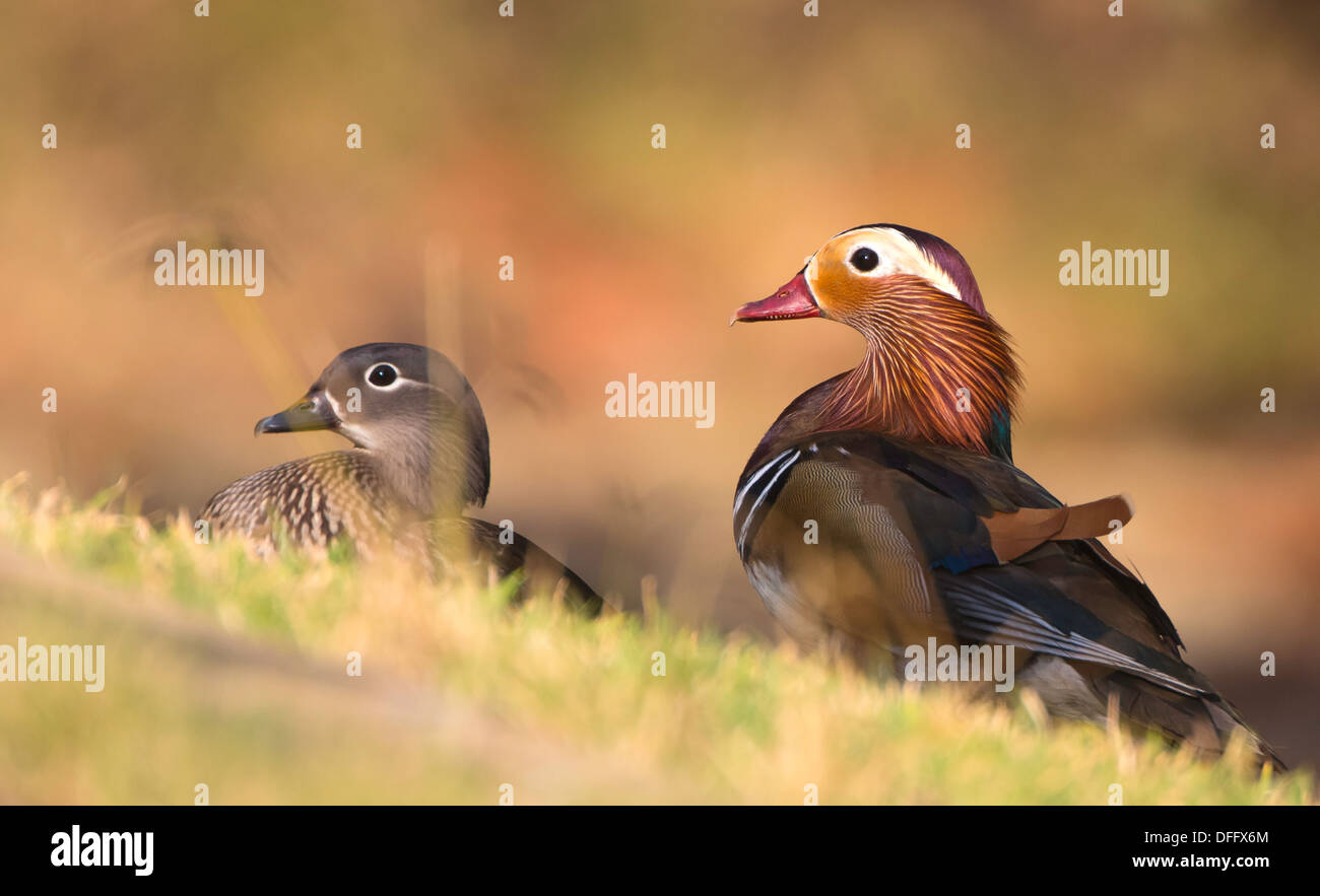 Mandarin breeding pair hires stock photography and images Alamy