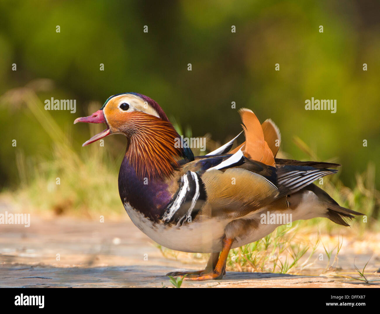 mandarin duck male calling Stock Photo Alamy