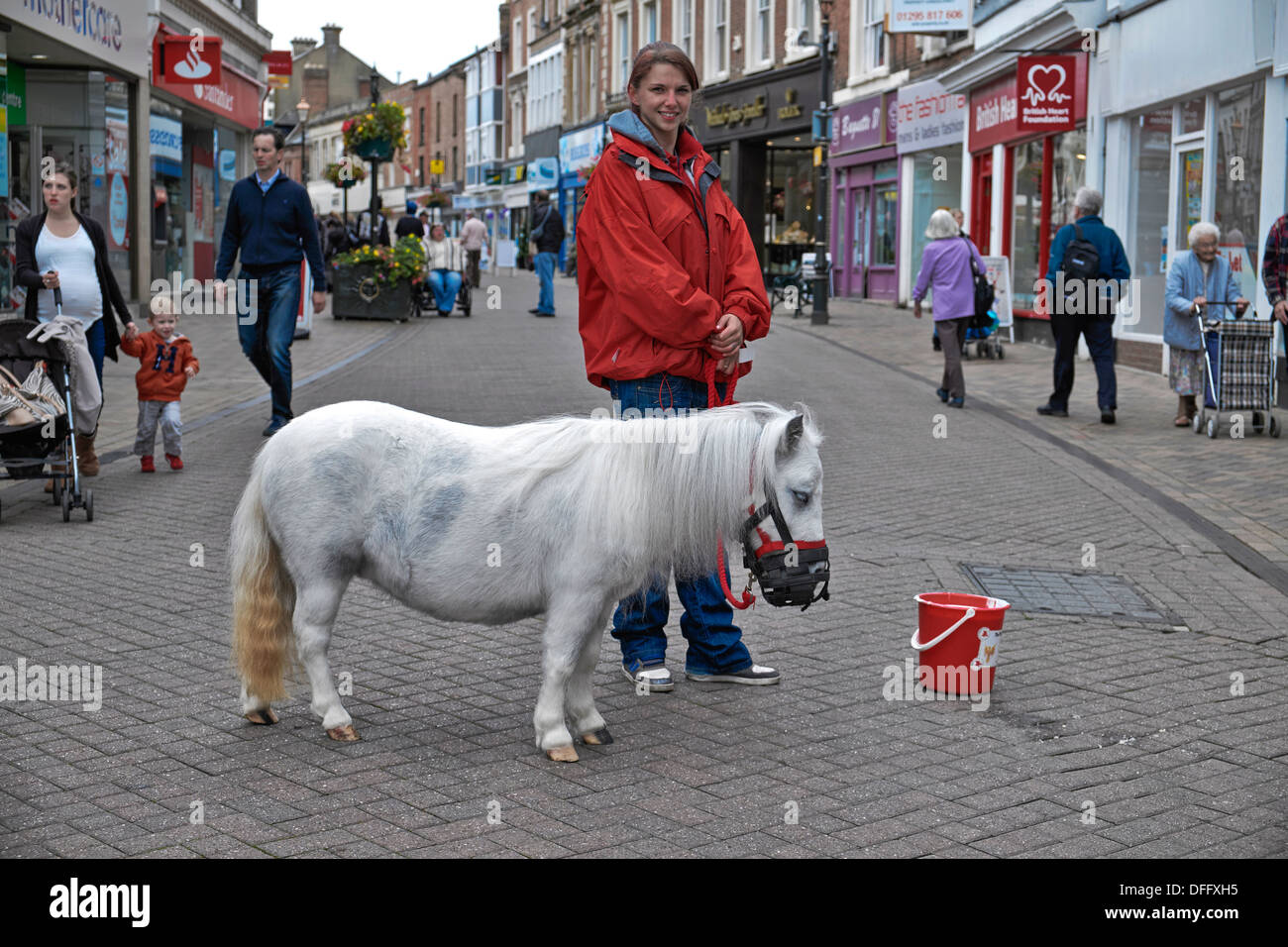 Petting pony and charity worker collecting for disabled children in an English high street. Banbury Oxfordshire England UK Stock Photo