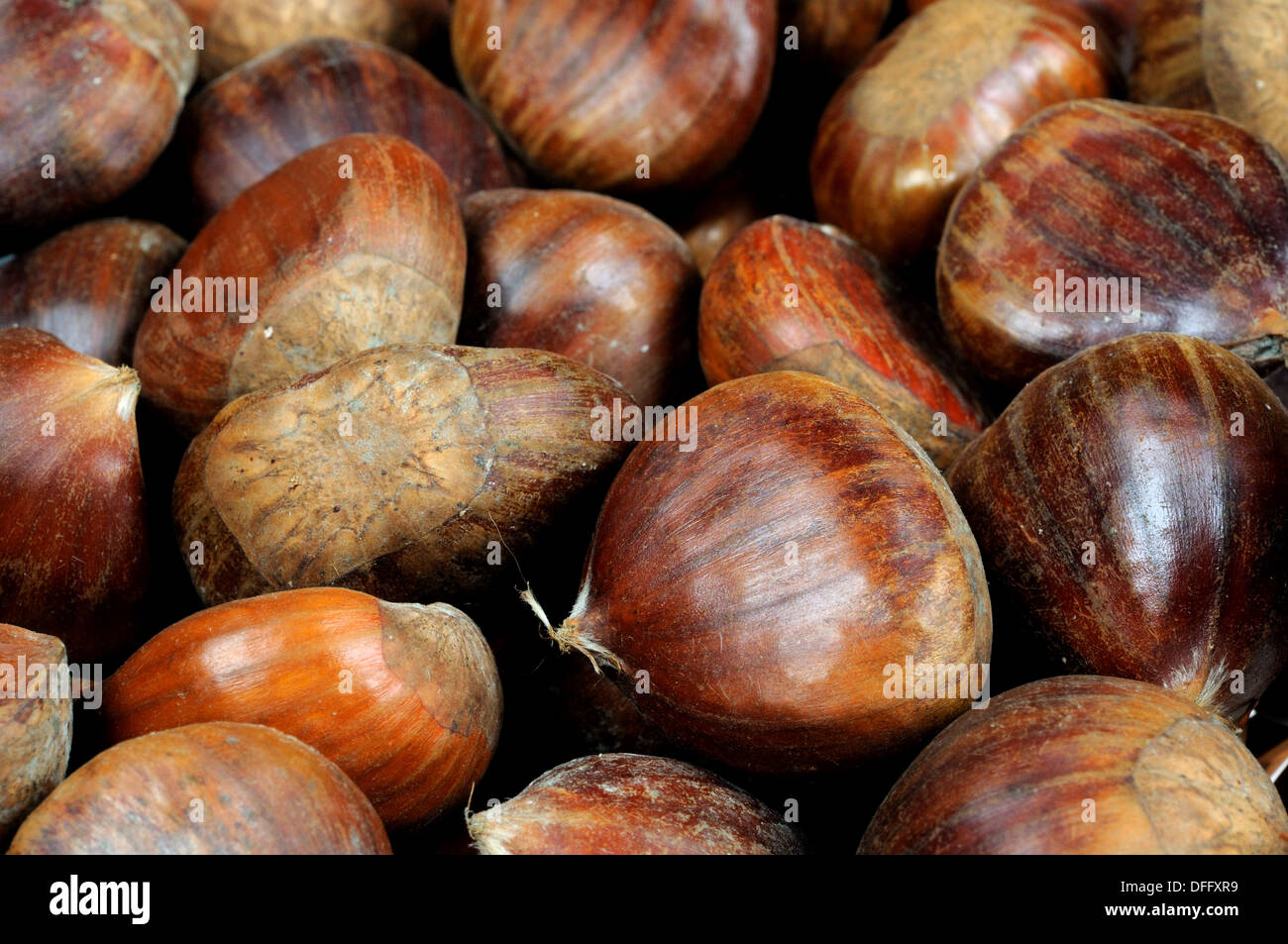 Chestnuts in shells hi-res stock photography and images - Alamy