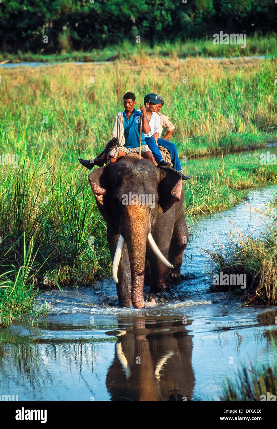 Elephant carrying safari and mens Chitwan National Park, Lumbini, Nepal