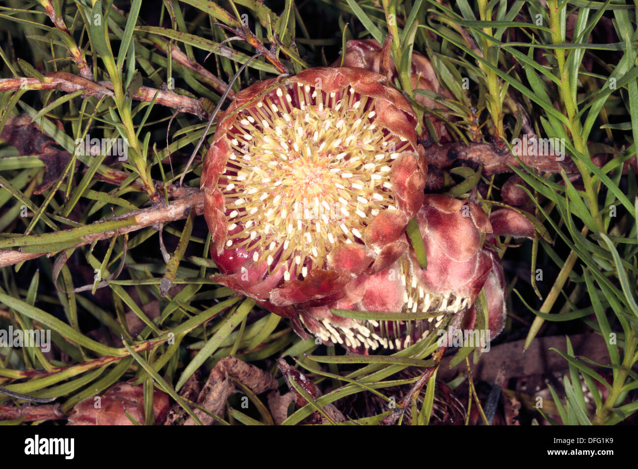Linear-leaf Protea - Protea decurrens - Family Proteaceae Stock Photo