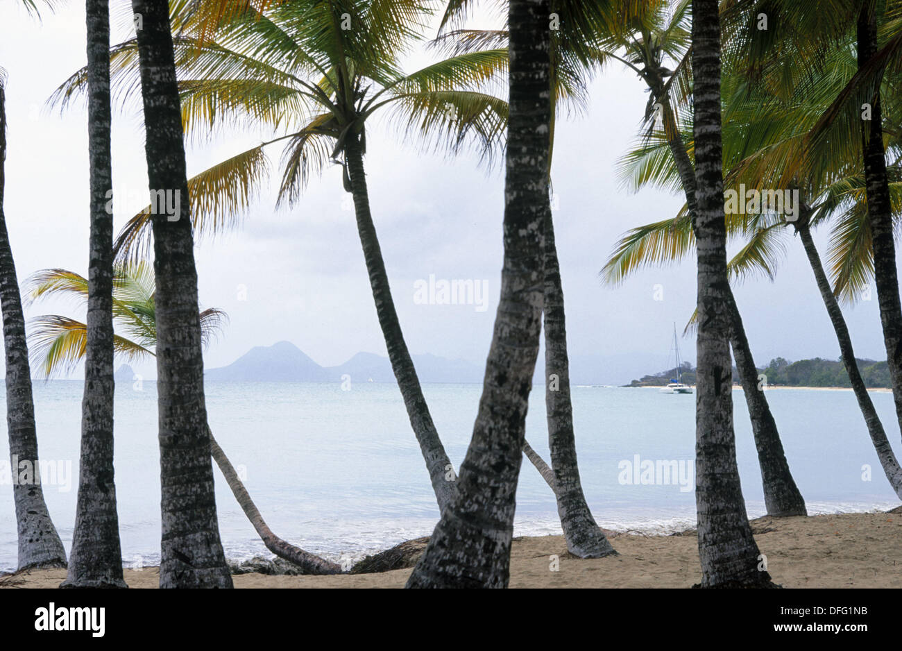 Grande Anse des Salines Beach. Sainte Anne, Martinique. French Antilles