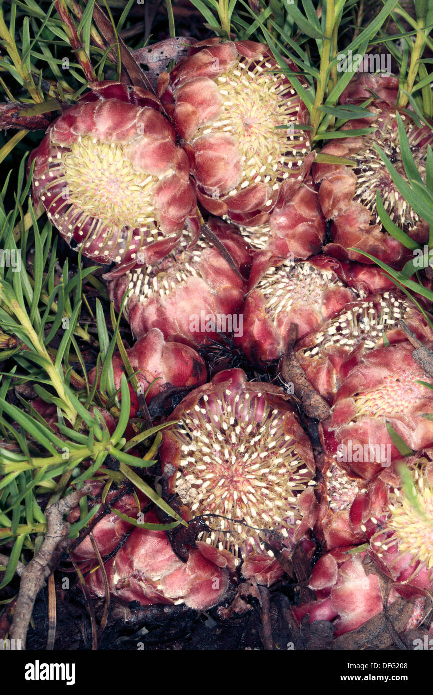 Linear-leaf Protea - Protea decurrens - Family Proteaceae Stock Photo
