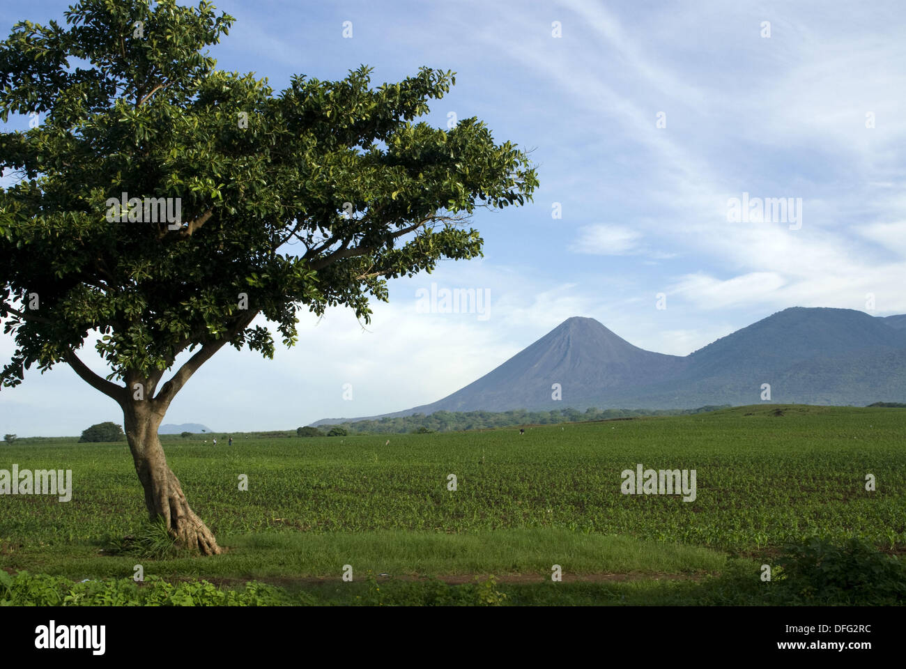 El Salvador. Agricultural landscape of the Zone Central. Corn field