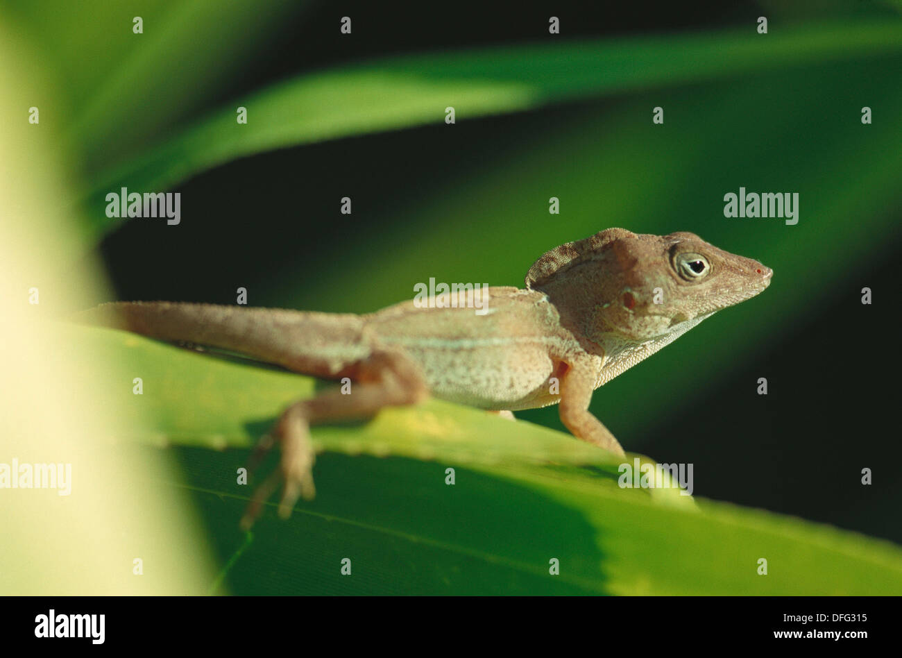 Large-headed Anole (Anolis cybotes Stock Photo - Alamy