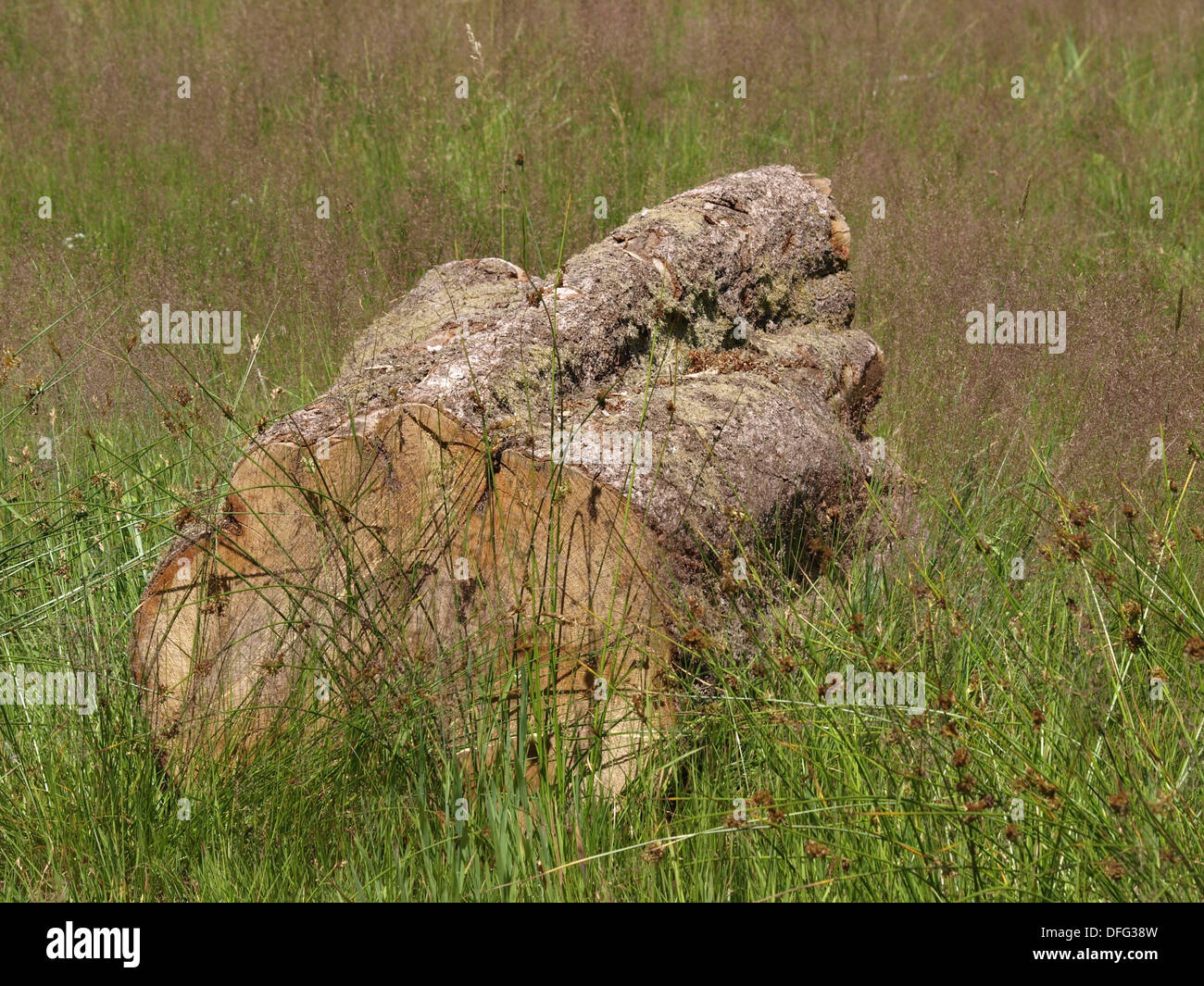 sawed tree trunk / abgesägter Baumstamm Stock Photo