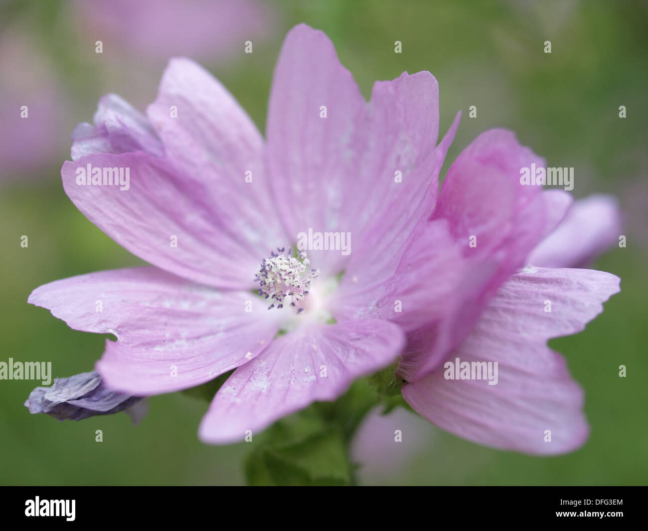 Musk-mallow / Malva moschata / Moschus-Malve Stock Photo