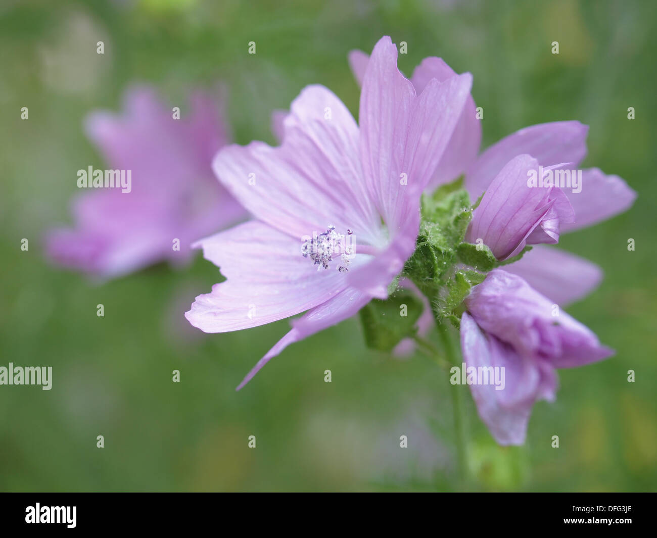 Musk-mallow / Malva moschata / Moschus-Malve Stock Photo