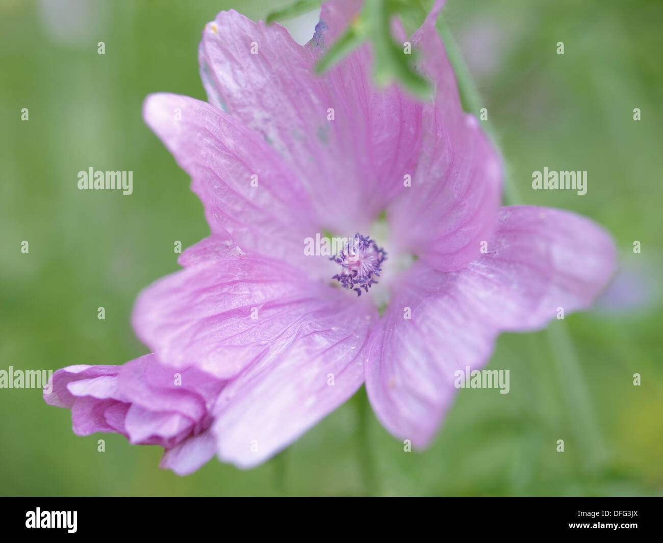 Musk-mallow / Malva moschata / Moschus-Malve Stock Photo