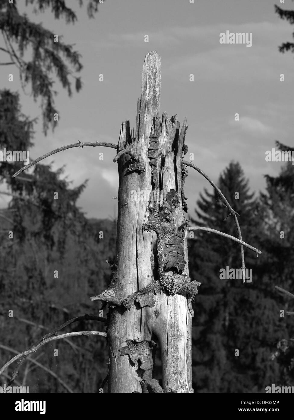 Old broken spruce tree in the forest black and white Stock Photo