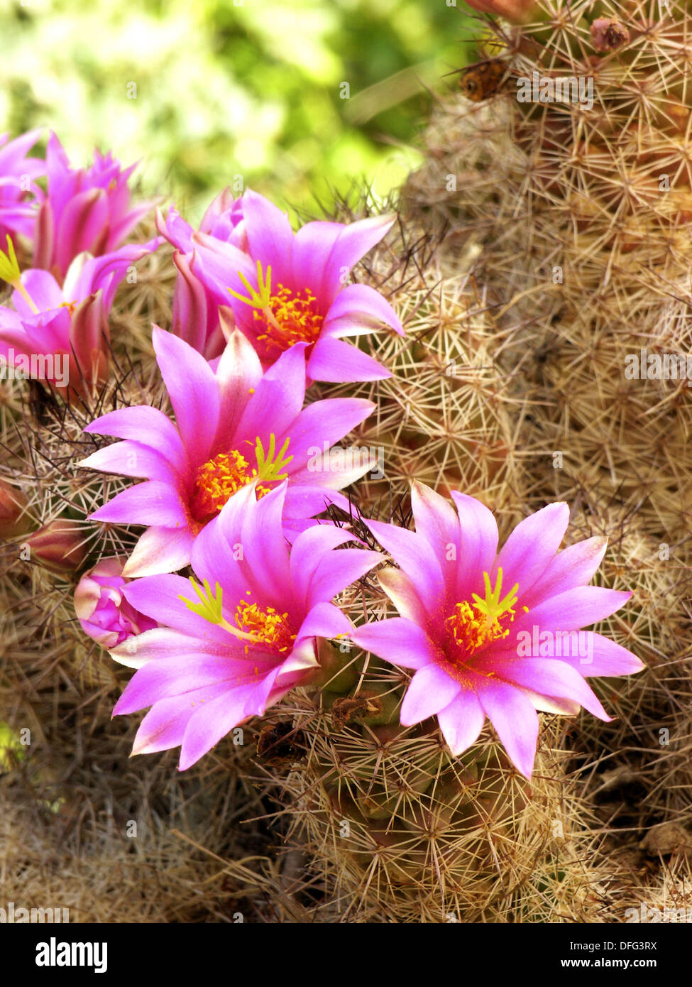 Flores de cactus hi-res stock photography and images - Alamy