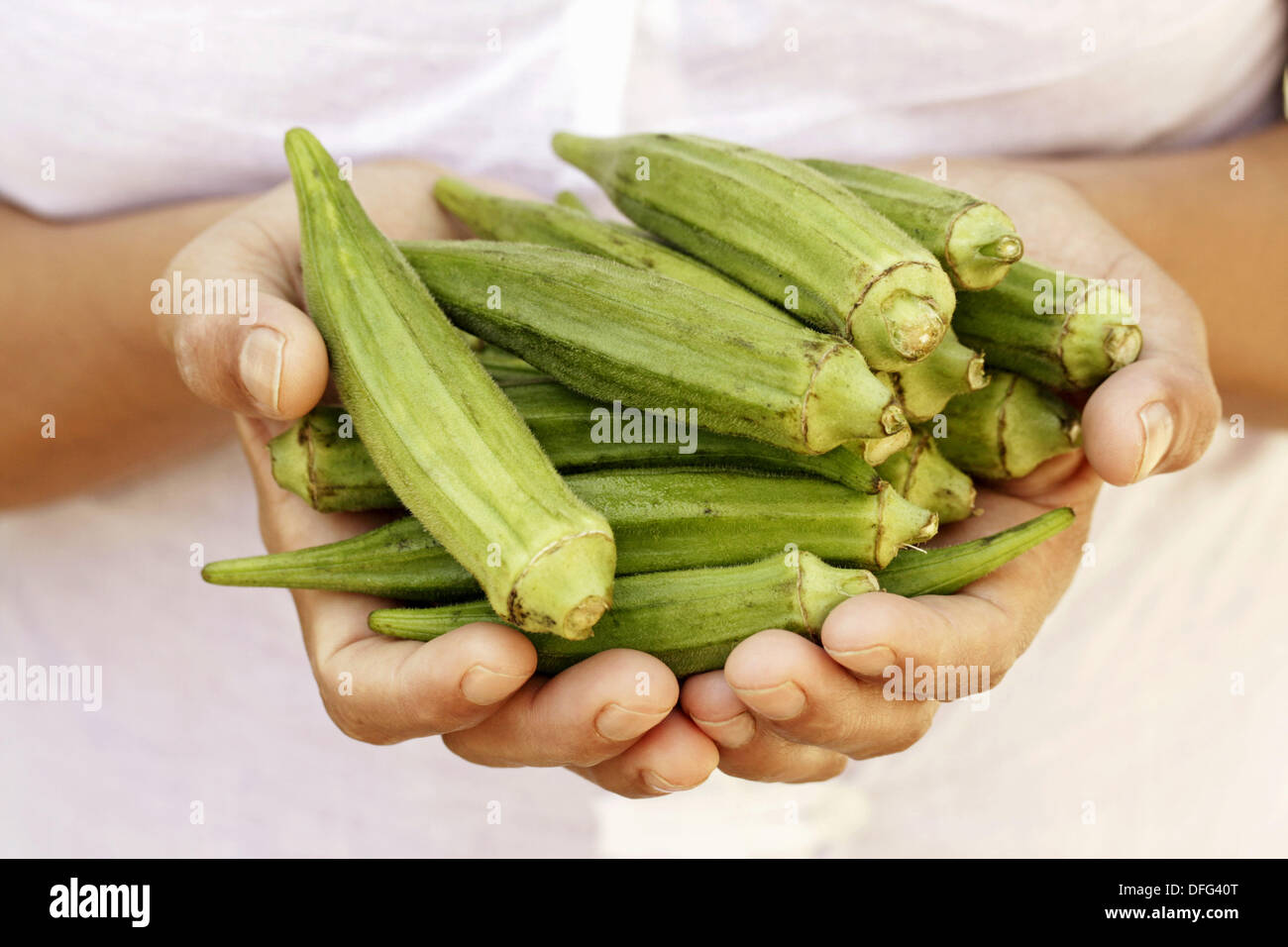 Okra (Hibiscus esculentus or Abelmoschus esculentus). Tropical