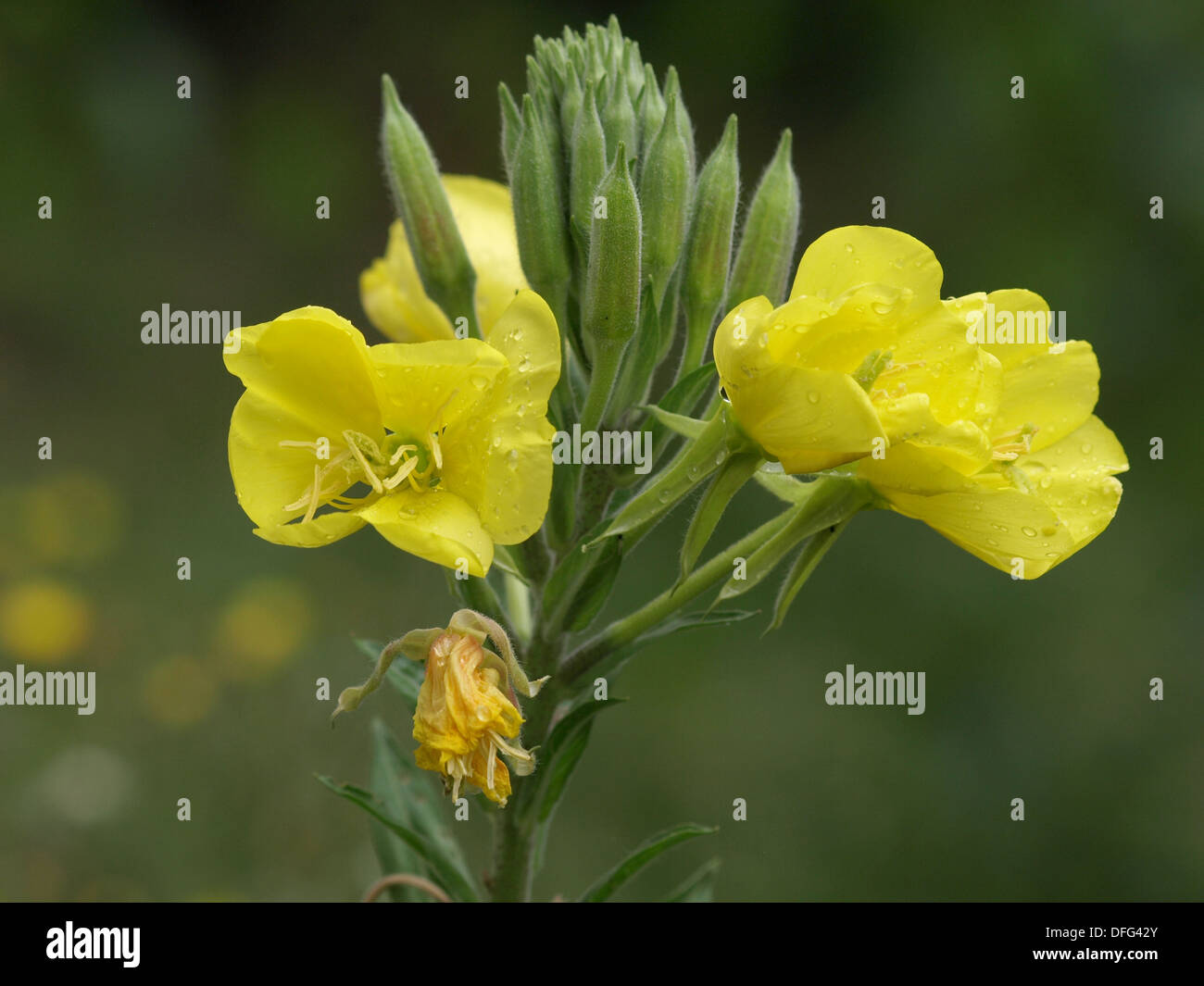 Common evening primrose / Oenothera biennis / Gewöhnliche Nachtkerze Stock Photo