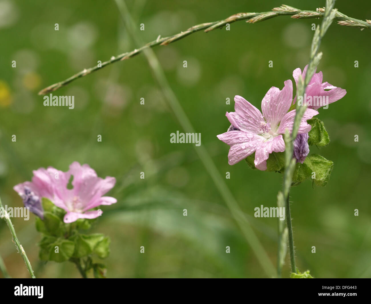 Musk-mallow / Malva moschata / Moschus-Malve Stock Photo