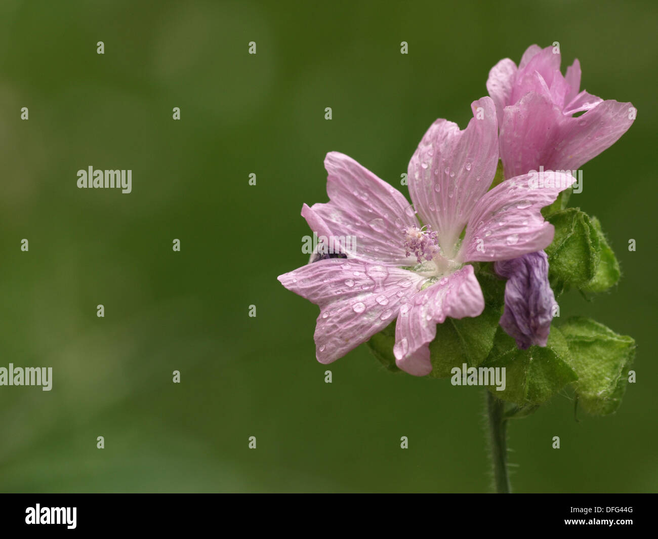 Musk-mallow / Malva moschata / Moschus-Malve Stock Photo