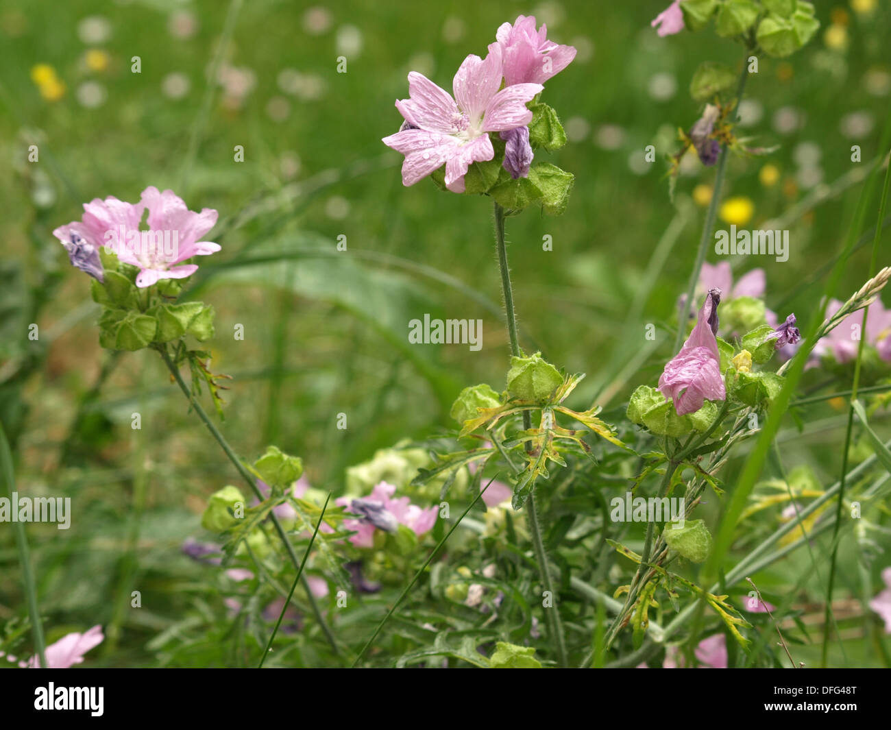 Musk-mallow / Malva moschata / Moschus-Malve Stock Photo