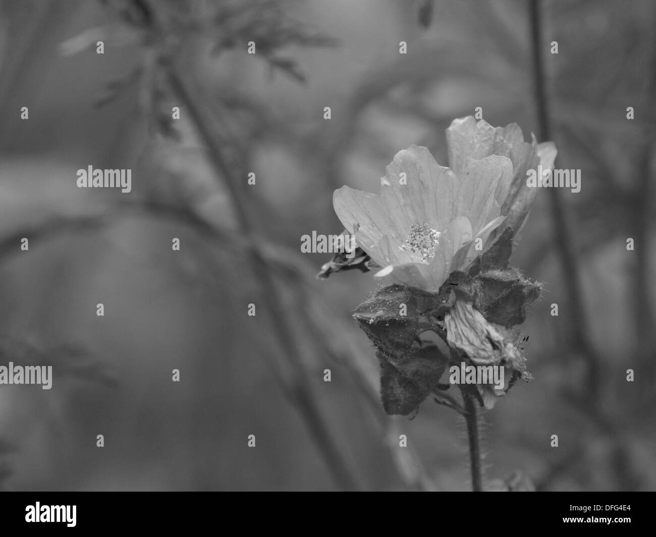 Musk-mallow black and white / Malva moschata / Moschus-Malve schwarz - weiß Stock Photo