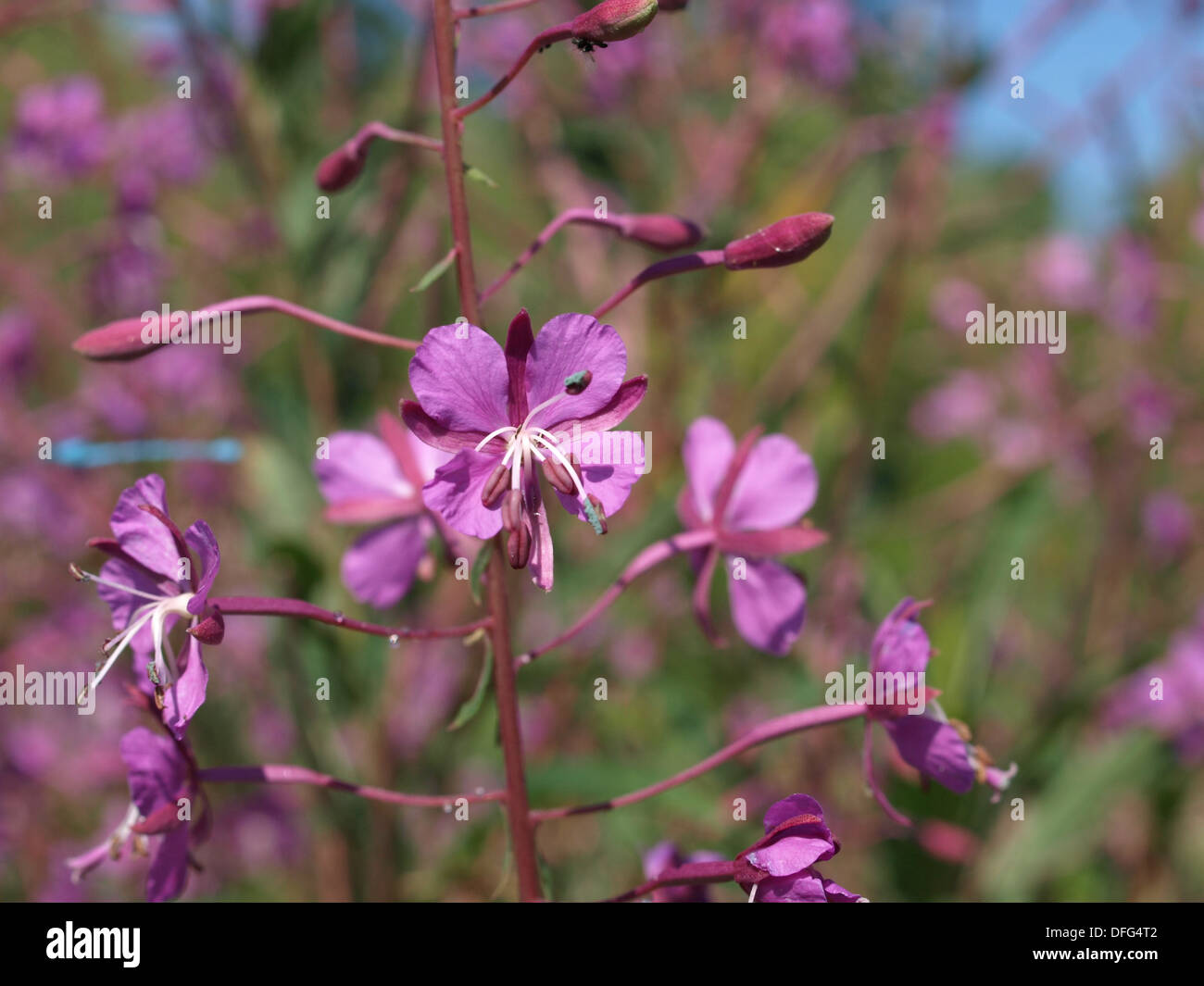 Rosebay willowherb hi-res stock photography and images - Alamy
