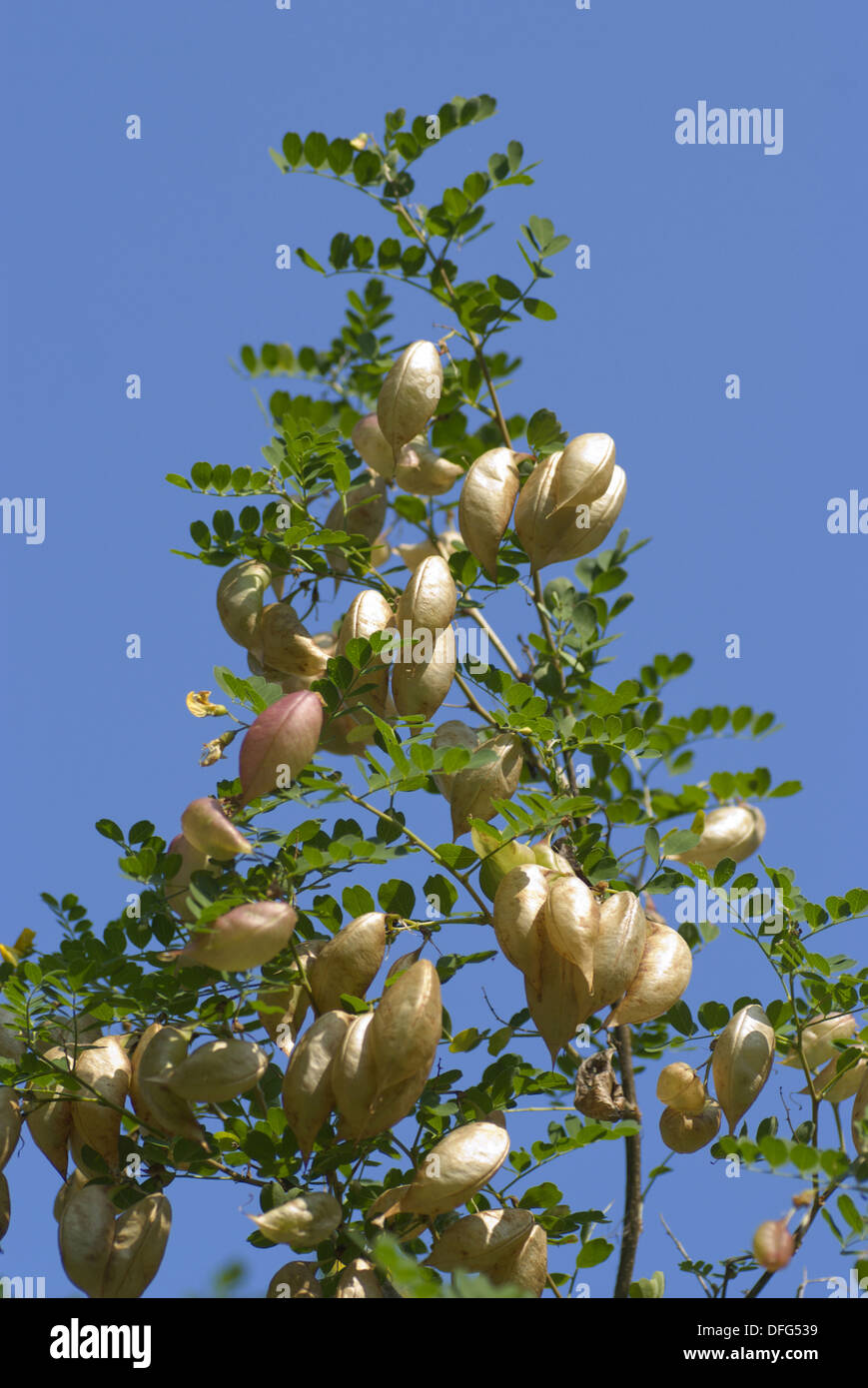 common bladder senna, colutea arborescens Stock Photo