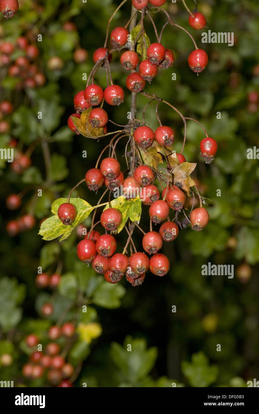 common hawthorn, crataegus monogyna Stock Photo