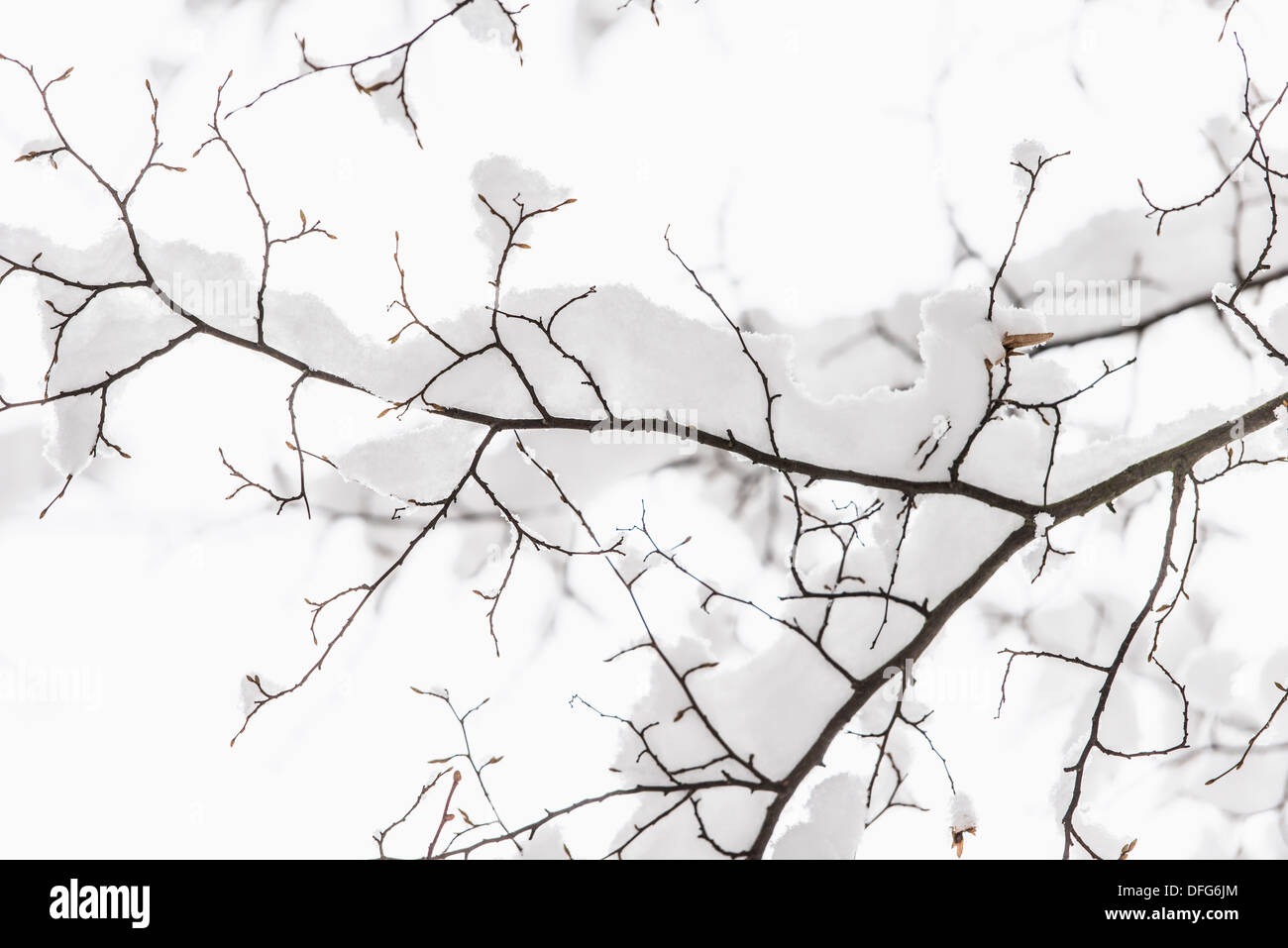 Forest scene with close up of snow covered tree branch Stock Photo - Alamy