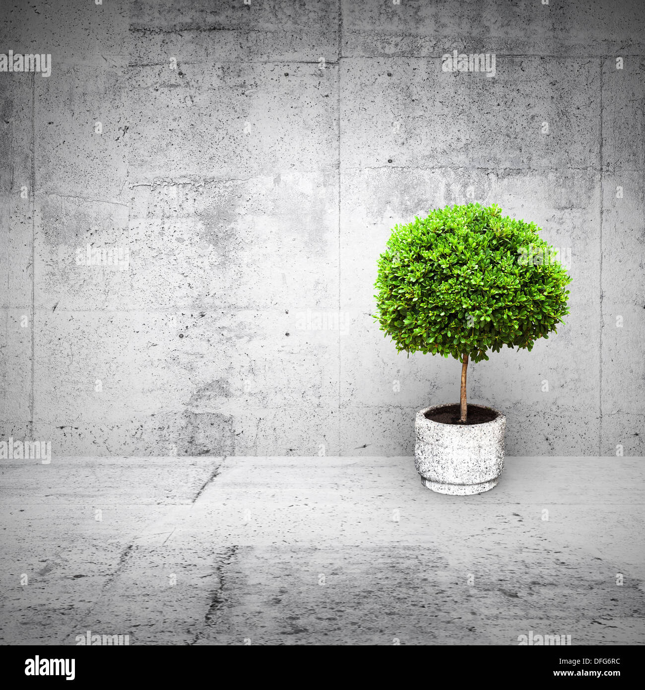 Abstract white interior with concrete walls and small green decorative ...