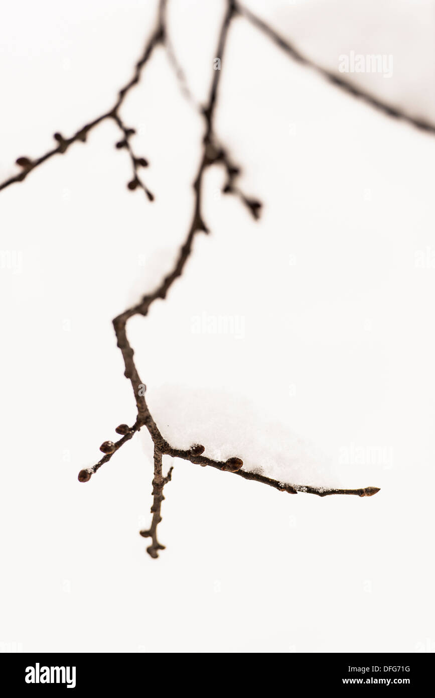 Nature detail, close up of snow covered tree branch Stock Photo