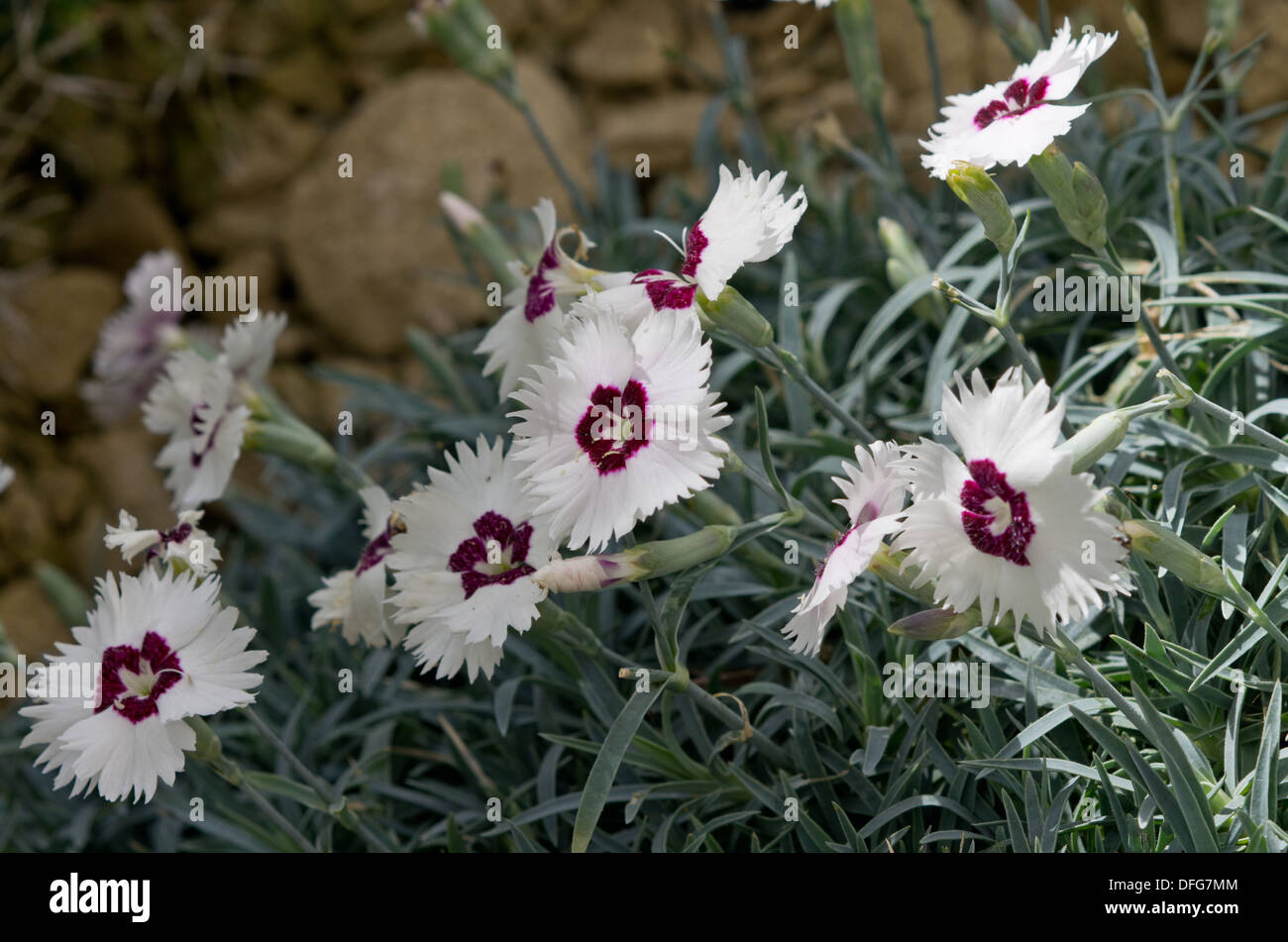 Dianthus Starry Eyes Stock Photo