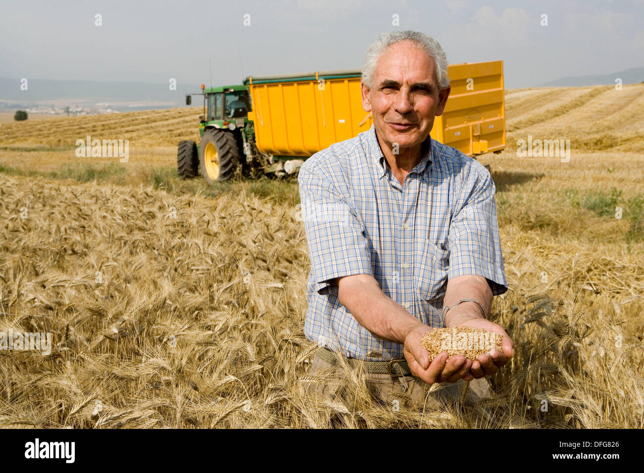 Wheat grains. Harvesting of cereals, ´Learza´ estate. Near Estella