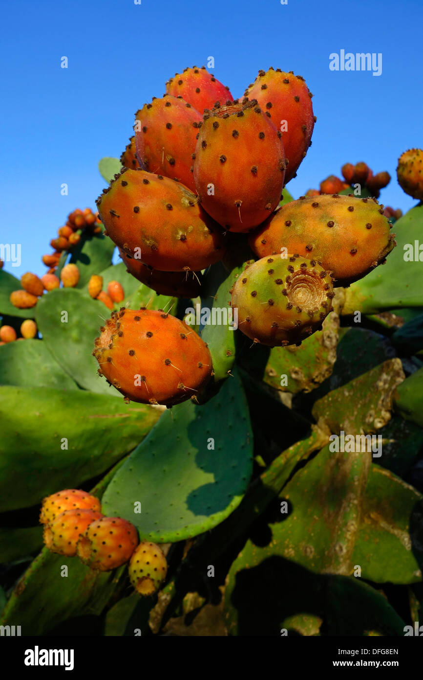 Prickly pear fruits. Mallorca Island. Spain Stock Photo