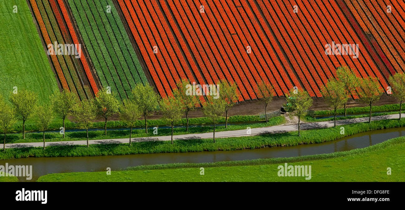 Tulip field, aerial view, Spierdijk, Wester-Koggenland, province of North Holland, The Netherlands Stock Photo