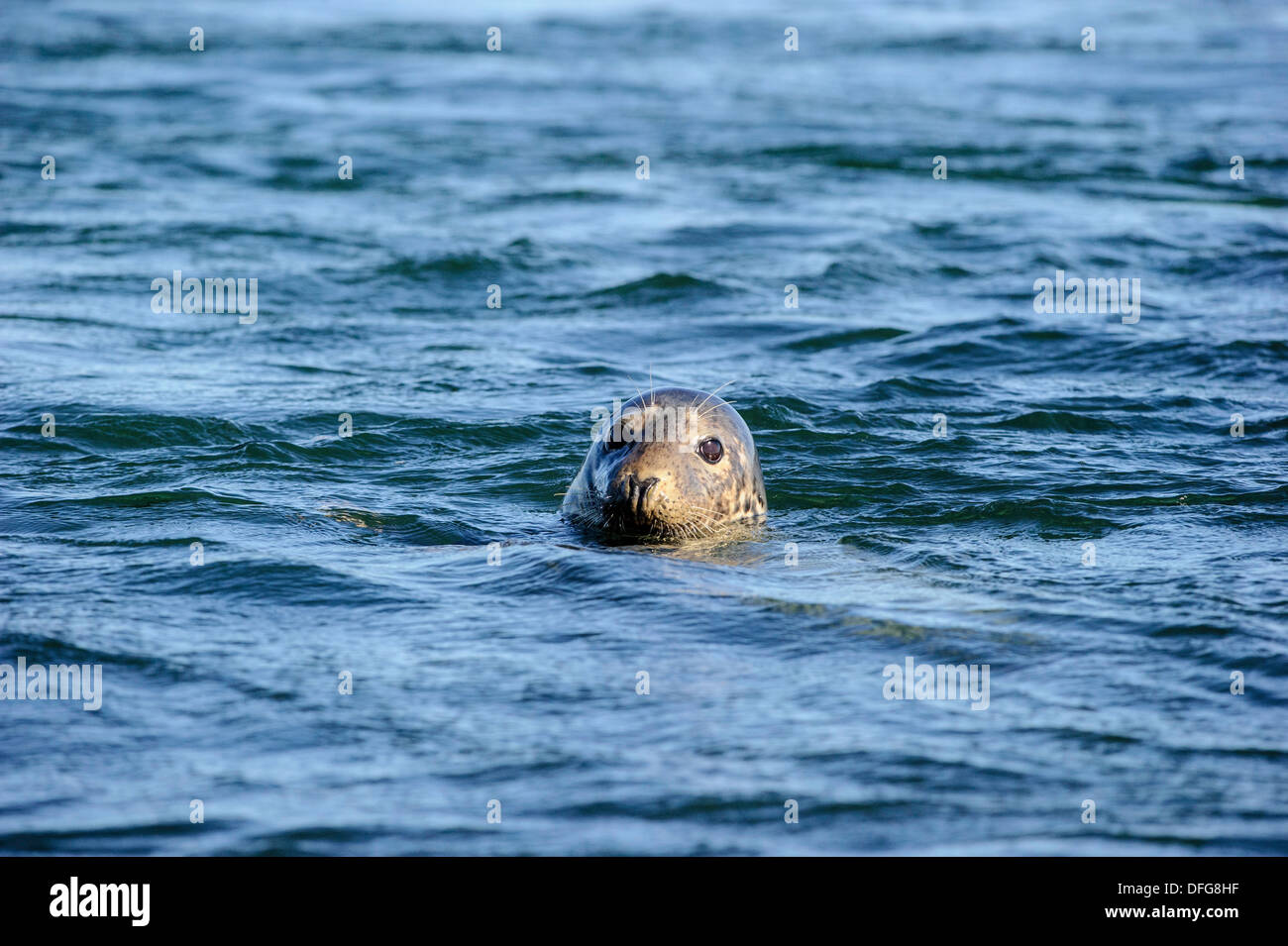 Harbour seal in the Bay of Fundy Stock Photo - Alamy