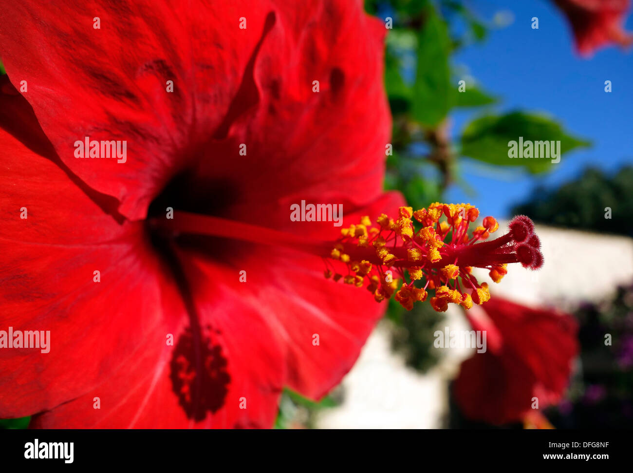 Red hibiscus detail. Stock Photo