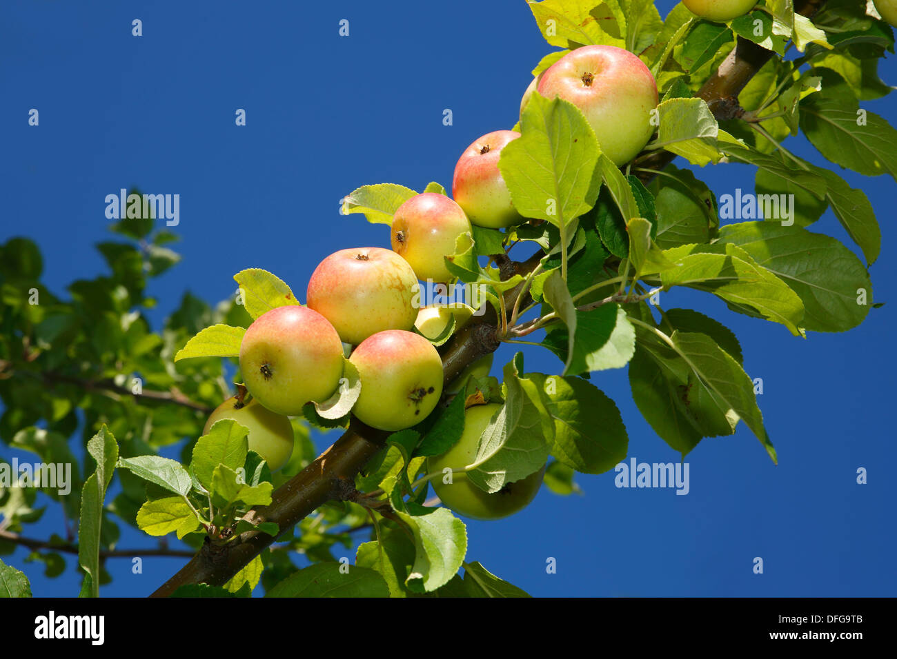 Apples on an apple tree, 'Reinette de Champagne' (Malus domestica 'Champagnerrenette') apple variety, Germany Stock Photo