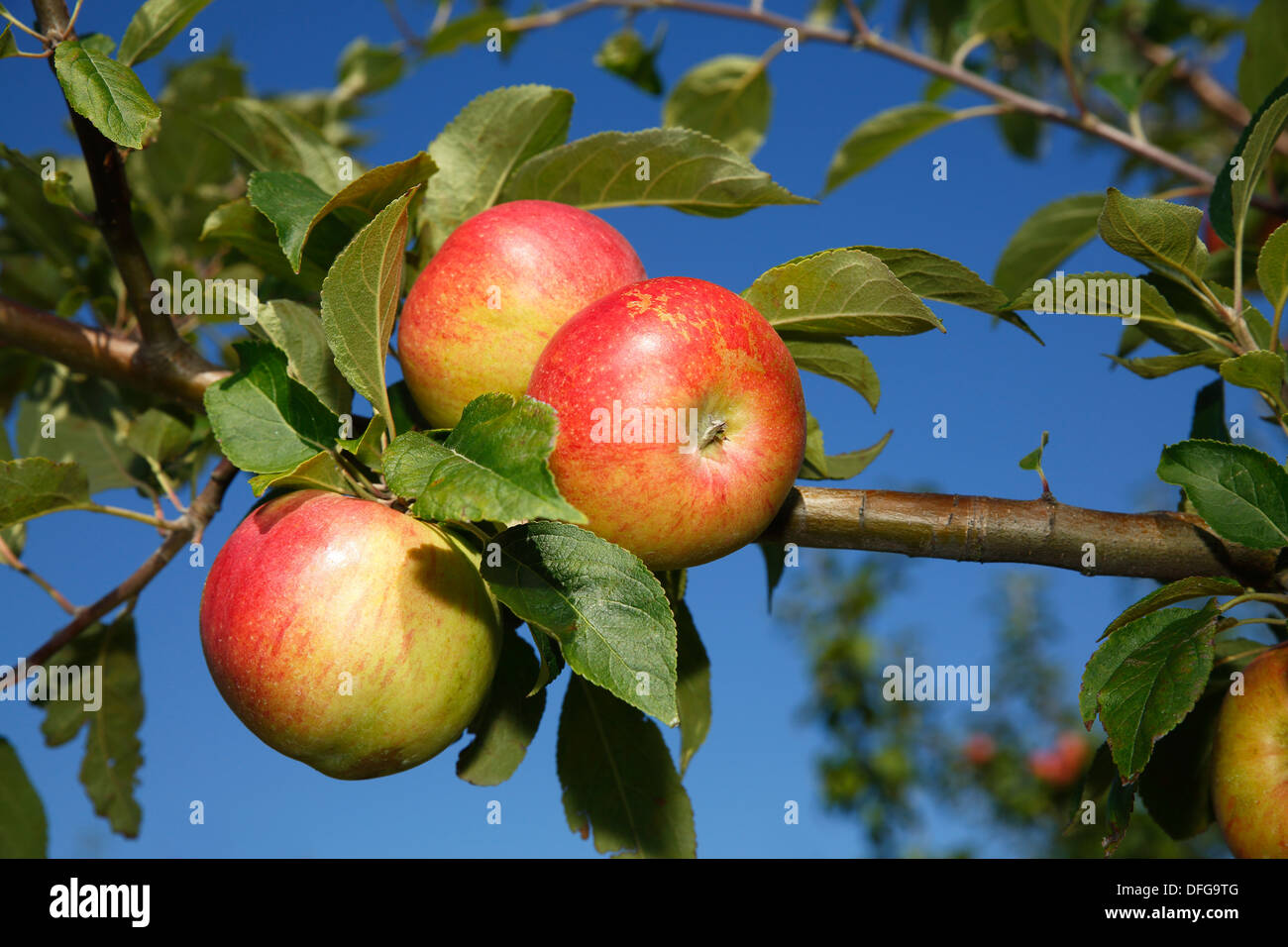 Apples on an apple tree, 'Lusatian Cloves Apple'(Malus domestica 'Lausitzer Nelkenapfel') apple variety, Germany Stock Photo