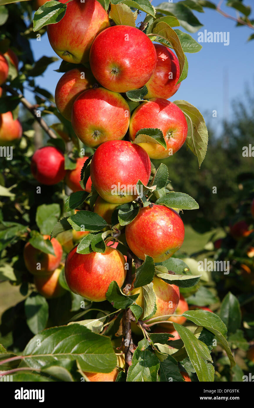 Apples on an apple tree, 'Gerlinde' (Malus domestica 'Gerlinde') apple variety, Germany Stock Photo