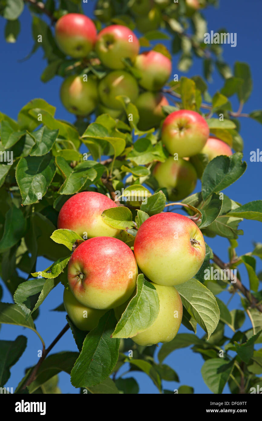 Apples on an apple tree, 'Reglindis' (Malus domestica 'Reglindis') apple variety, Germany Stock Photo