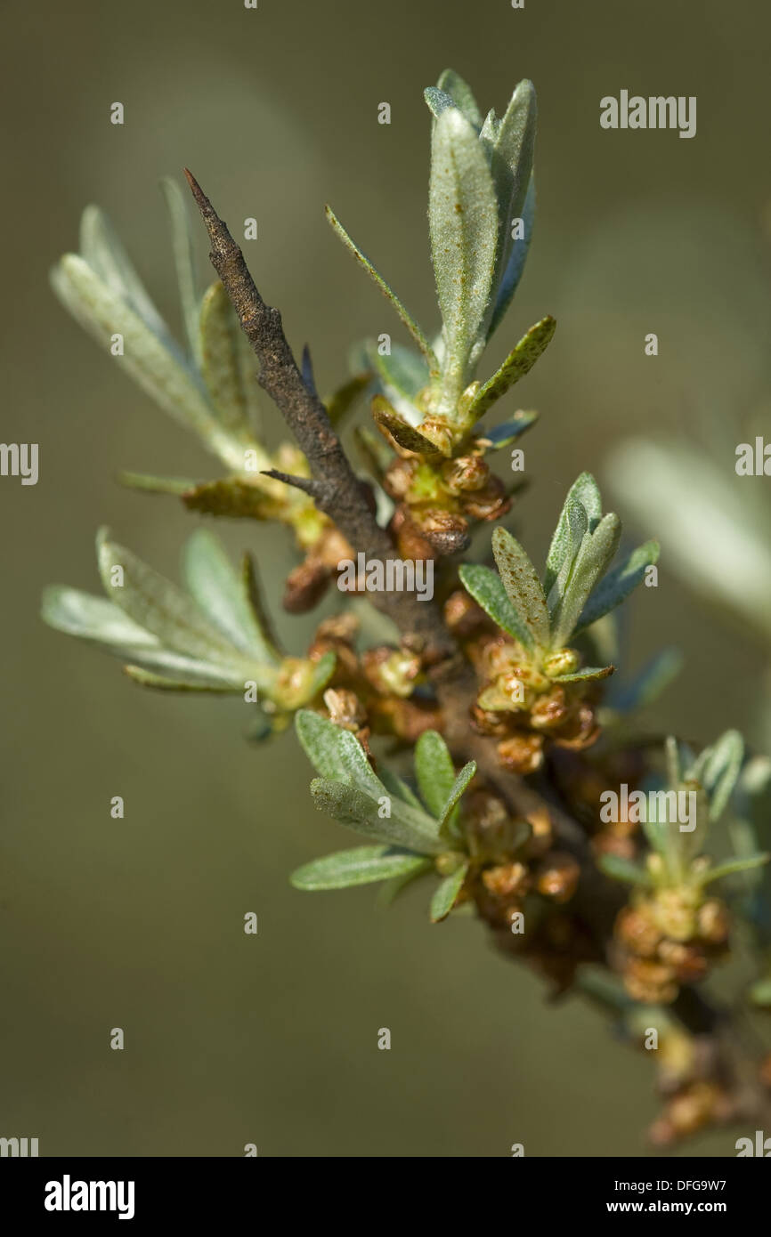 common sea-buckthorn, hippophae rhamnoides Stock Photo