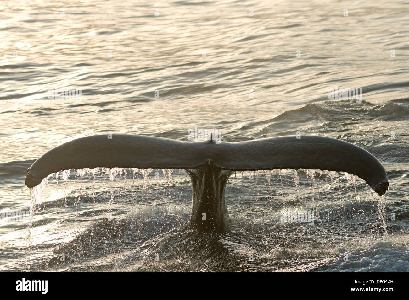 Fluke of a diving Humpback Whale (Megaptera novaeangliae), Barents Sea, Nordaustlandet, Svalbard Archipelago Stock Photo