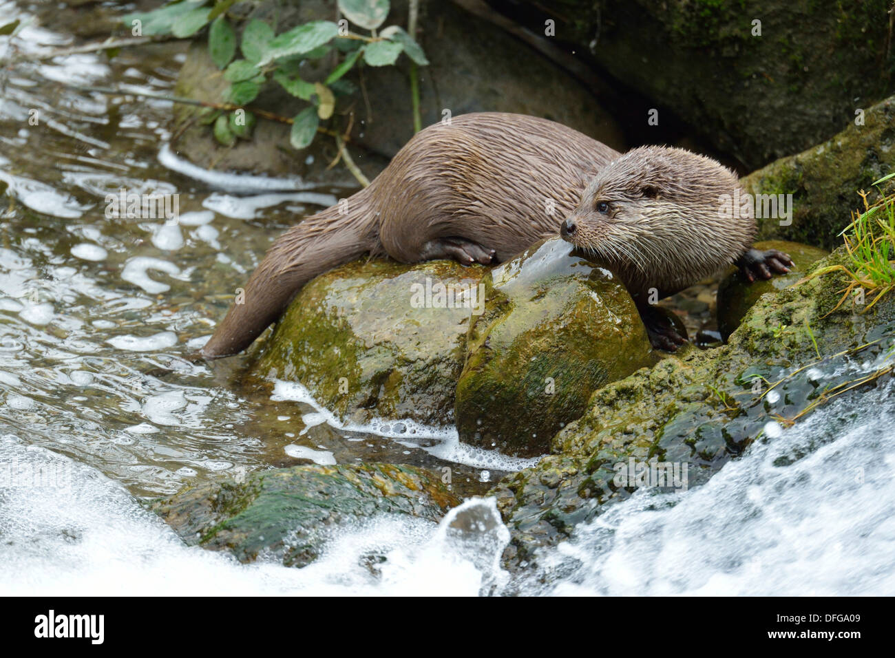Otter (Lutra lutra), captive, Sihlwald, Canton of Zurich, Switzerland Stock Photo