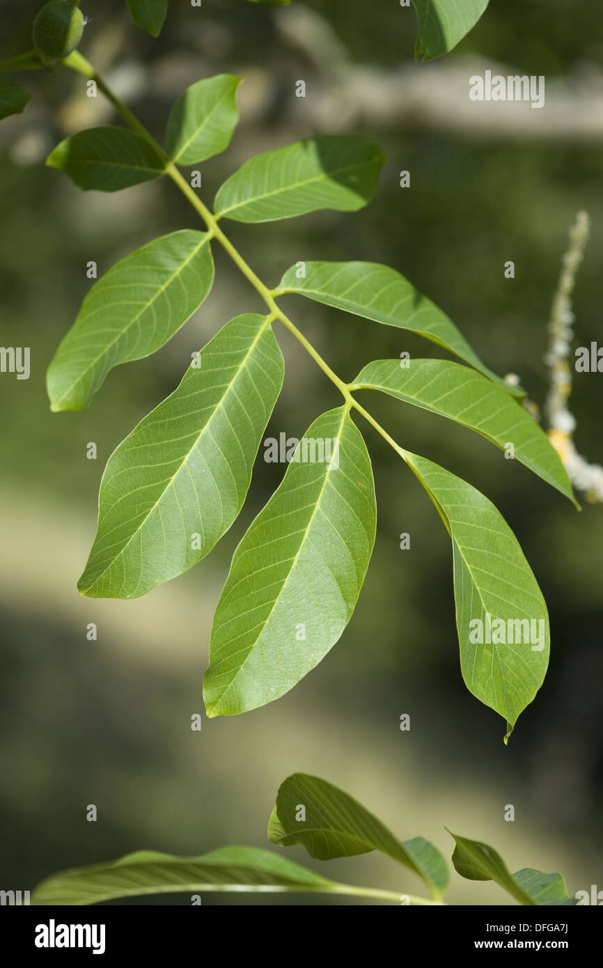 common walnut, juglans regia Stock Photo Alamy