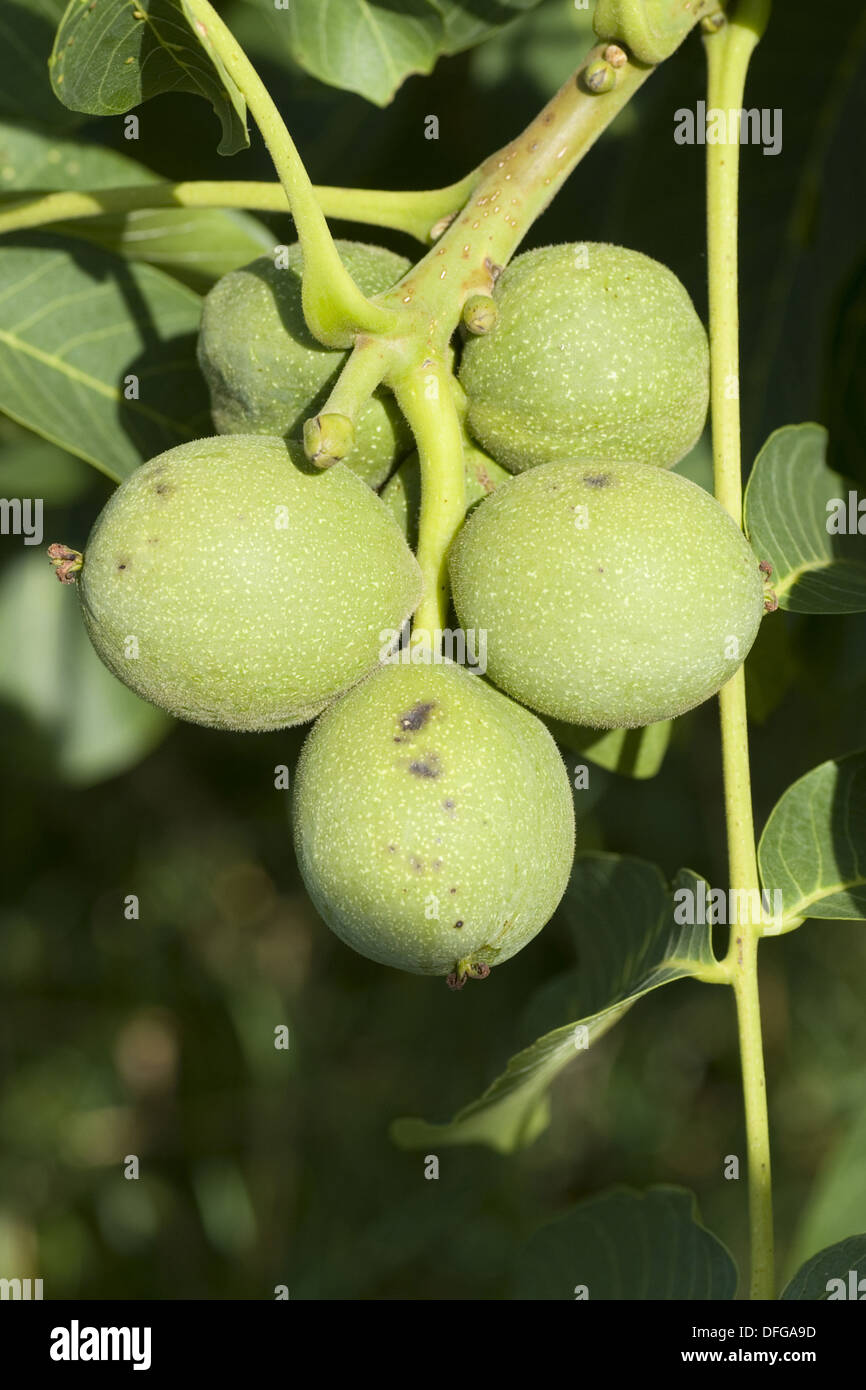 common walnut, juglans regia Stock Photo Alamy